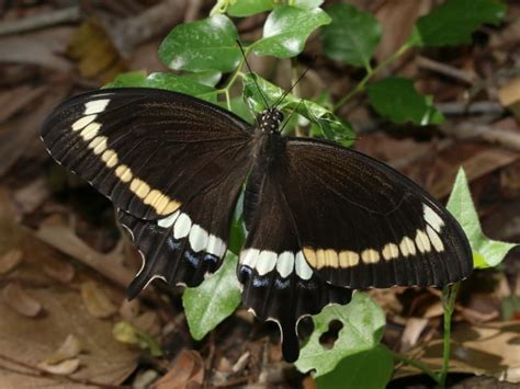 Papilio Fuscus Australian Butterflies