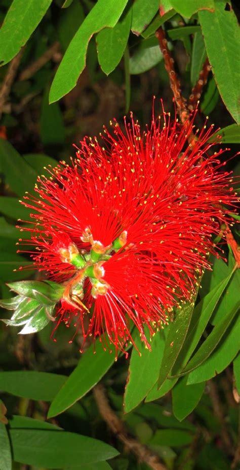 Don't you think the flowering winter garden plants amazing? Pin on Pohutukawa- New Zealand's Christmas tree