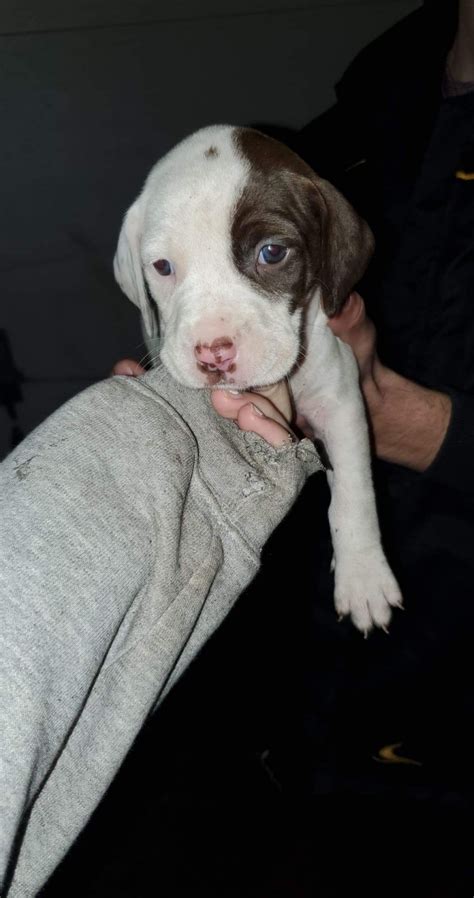 Additionally springer puppies have their eyes acvo examined prior to sale. English Springer Spaniel Puppies For Sale | South Suffolk Street, MI #337595