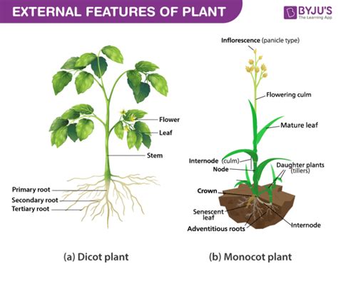 Study Of Different Modifications In Roots Stems And Leaves