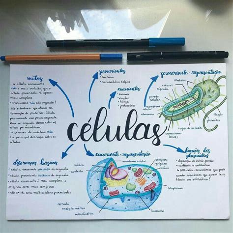 Mapa Mental De Celulas Procariontes E Eucariontes Ologia