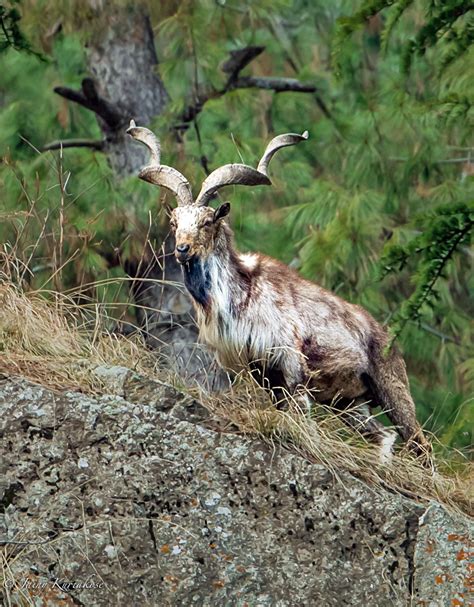 The Magnificent Markhor