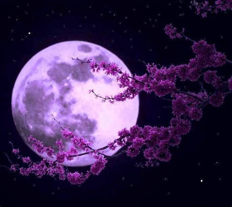 Lavender Moon Beautiful Moon Shoot The Moon Moon Pictures