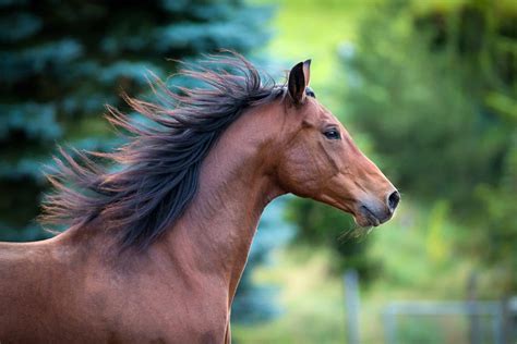 Pictures Of Horses Manes