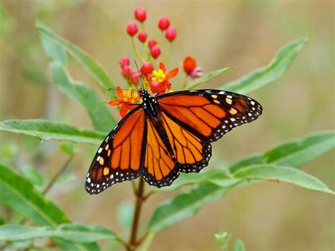 Monarch Butterflies Denied Endangered Species Listing