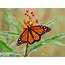 Monarch Butterflies Denied Endangered Species Listing Despite 99% Decline