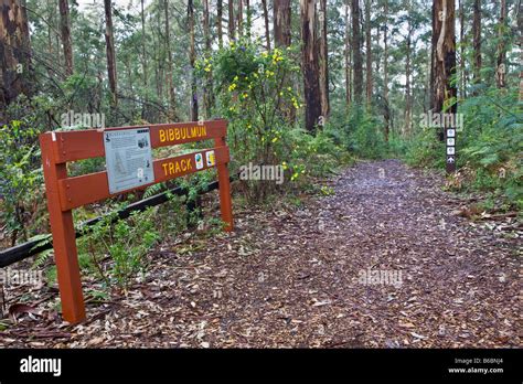 A Bibbulmun Track Signpost Through Karri Forest In Gloucester National