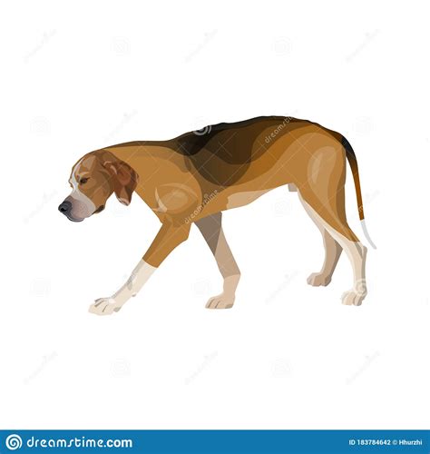Tired Hound Breed Dog Is Walking Slowly Stock Vector