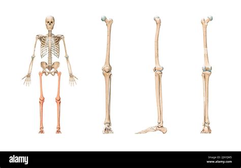 Accurate Leg Or Lower Limb Bones Of The Human Skeletal System Or