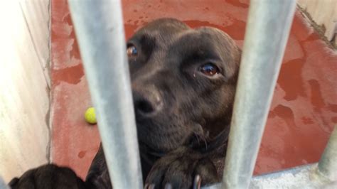 Choose wild over farmed for their higher levels of nutrients. Petition · Stop Killing Stray Dogs (UK) · Change.org