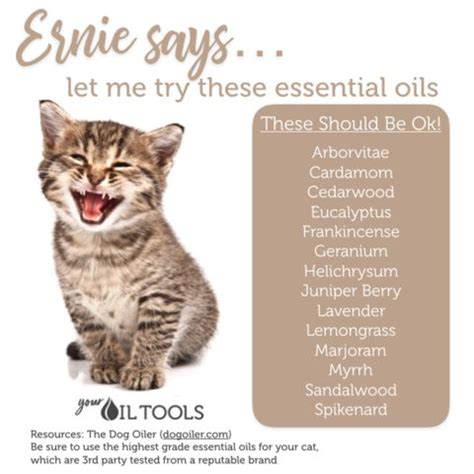 A few common essential oils that are safe to use for your cat include lavender, copaiba, helichrysum, and frankincense. Essential Oils for Cats | CATS | Essential oils, Are ...