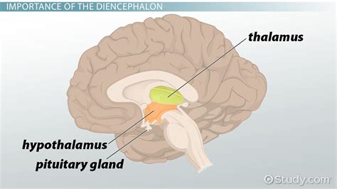 Diencephalon Function Parts And Location Lesson