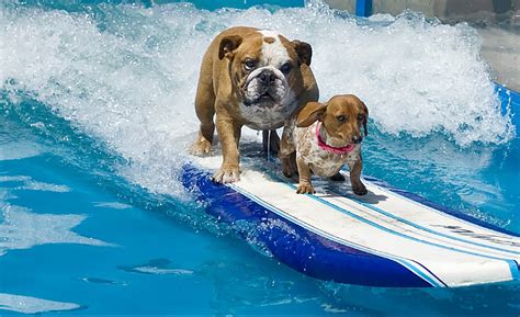 Lucy Pet Foundation Seeks Surfing Dogs In Nyc For 2017