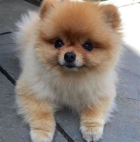 Pomeranians On Instagram Sunshine🌞 Thedailypippa Pomeranian