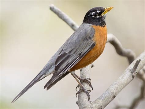 25 Backyard Birds In Indiana In 2022 Pictures And Facts
