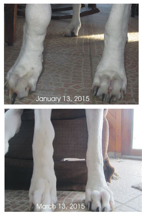 Early Signs Of Bone Cancer In Dogs Leg Bone Cancer