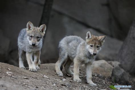 Cachorros De Lobo Mexicano En Zoológico De Chapultepec En México