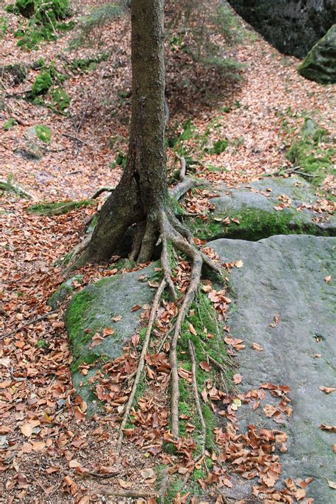 HD Wallpaper Tree Root Overgrown Nature Trees Bark Tree Root