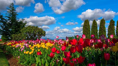 Many Flowers Tulips Field Trees Sky Clouds Wallpaper