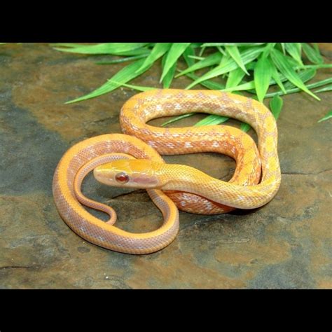The colubridae is the largest family of snakes in the world. Albino Mocquard's Beauty Rat Snakes (Elaphe taeniura ...