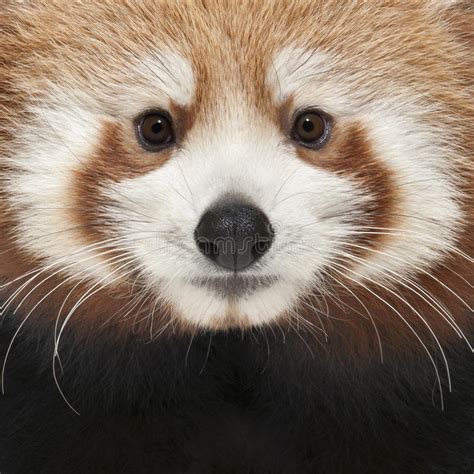 Close Up Of Young Red Panda Or Shining Cat Stock Image Image Of Close