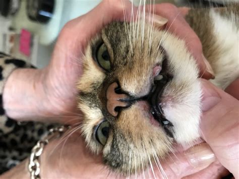 All About Cat Rodent Ulcers Information How To Diagnose And Treat 2020