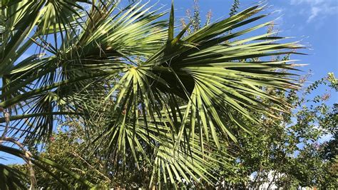 Texas Sabal Palm Fronds Yellowing Daphne Richards Central Texas