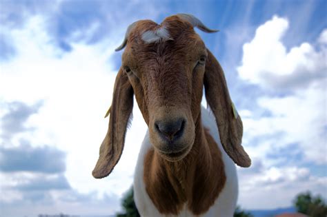 Animal Goat Hd Wallpaper By Photalena
