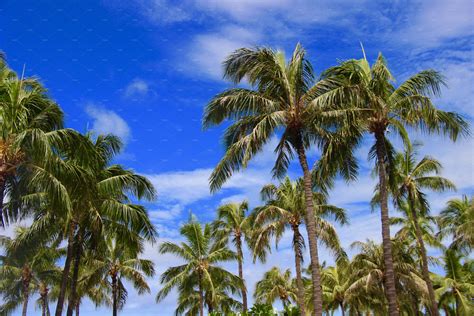 In highly varying conditions, the hawaiian palm repels a lot of leaves at once. Palm Trees with Blue Sky, Hawaii | High-Quality Nature ...