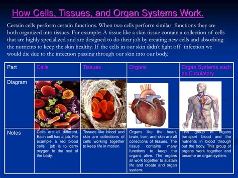 Ppt Tissues Organs And Systems Powerpoint Presentation Free