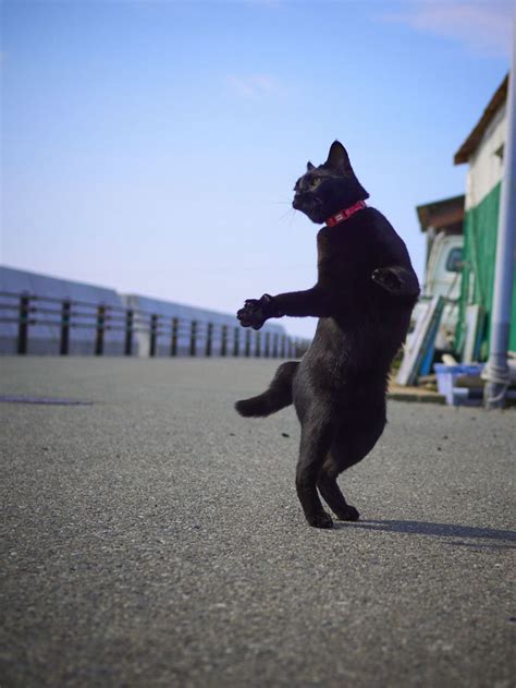 60 Of The Funniest Dancing Cat Pics Page 3 Of 4 Success Life Lounge