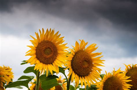 40 Sunflower Wallpapers For Free Hd Image Download