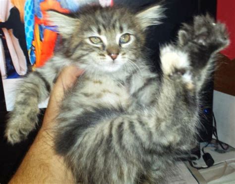 Maine coon cats are moderately active. Maine Coon Kittens for Sale in Kissimmee, Florida ...