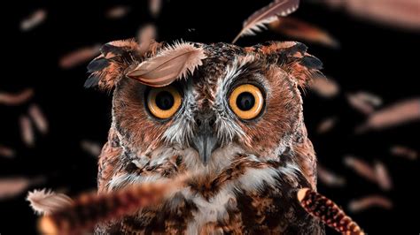 🔥 30 Funny Owl Wallpapers Wallpapersafari