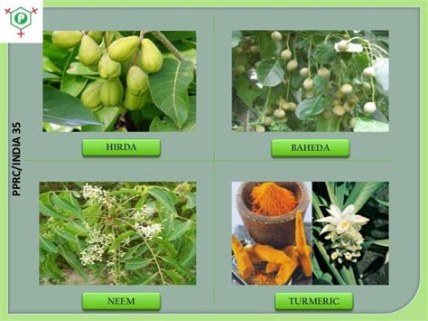 Medicinal Plants In India