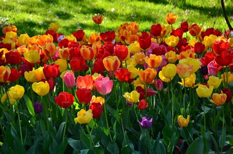 Free Images Nature Flower Floral Tulip Spring Flowers Tulips