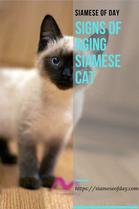Siamese Cat Aging New Diet And Lifestyle Changes Siamese Cats