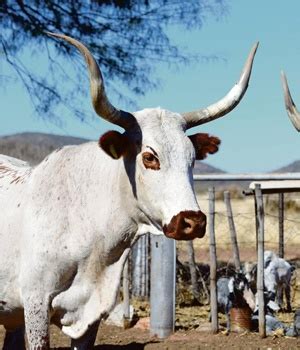 In the last 24 hours. How urbanites can invest in virtual cattle | City Press