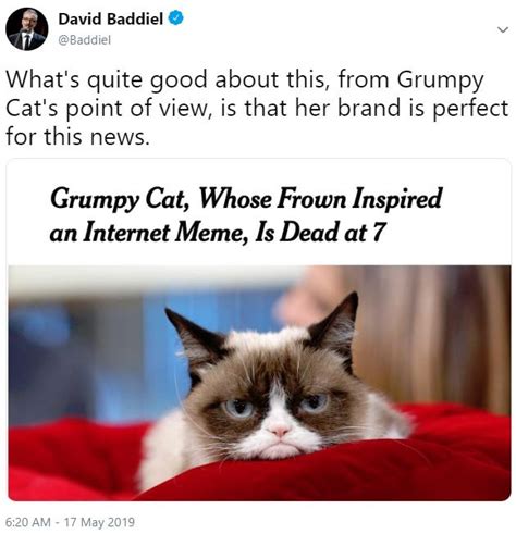 Rip Grumpy Grumpy Cat Know Your Meme