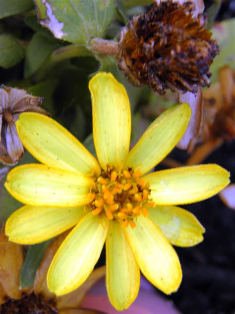 Pretty Yellow Photo By Weldon Kilpatrick Flower Beauty Photo Photo