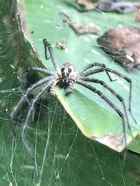 Male Agelenopsis Grass Spiders In Chesapeake Virginia United States