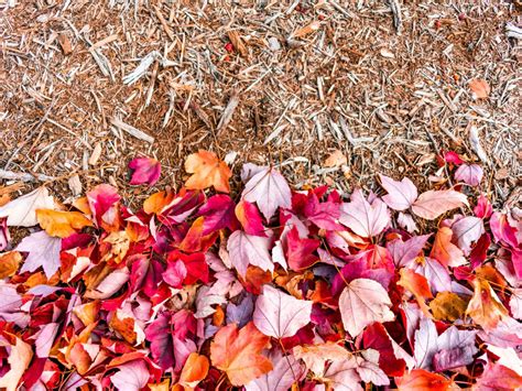Is Leaf Mulch Good For Gardens Brown Sproas