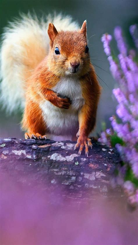Pin By Hello Hayy On Flores Cute Squirrel Animals