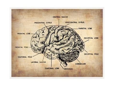 The mammalian brain is composed of many cell populations that differ based on their molecular, morphological, electrophysiological and functional characteristics. 'Vintage Brain Map Anatomy' Prints - NaxArt | AllPosters.com