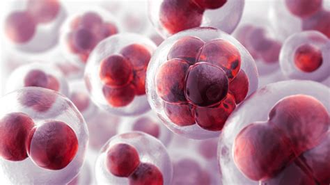 Studying stem cells may help explain how serious conditions such as birth defects and cancer come life after transplant (national marrow donor program). RIWAY - PURTIER Placenta Health Supplement Oral Live Stem ...