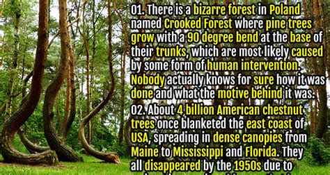 50 Interesting And Gripping Facts About Trees Fact Republic
