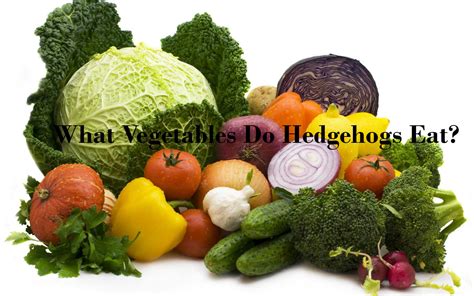 All species of hedgehogs are omnivores which means they enjoy consuming both plant and animal food sources. What Vegetables Do Hedgehogs Eat? - HEDGEHOG