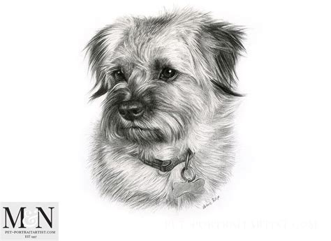 How to draw a cartoon dog. Pencil Pet Portraits - Teasel! - Melanie & Nicholas Pet ...