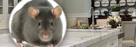 Residential and commercial bug elimination. Utah Rodent Exterminator Services | Preventive Pest Utah