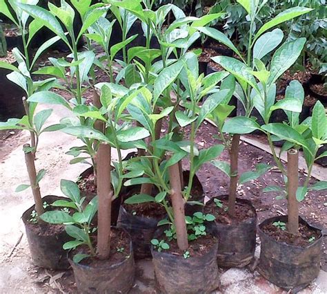 Maybe you would like to learn more about one of these? Cita Tani Nursery (NS015495-D): Benih Ketum Cina / pokok ...